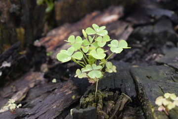 clover cluster