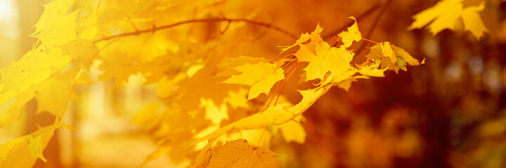 autumn city park or forest in sunny fall day. branches of maple trees with orange falling leaves. good weather. banner. flare