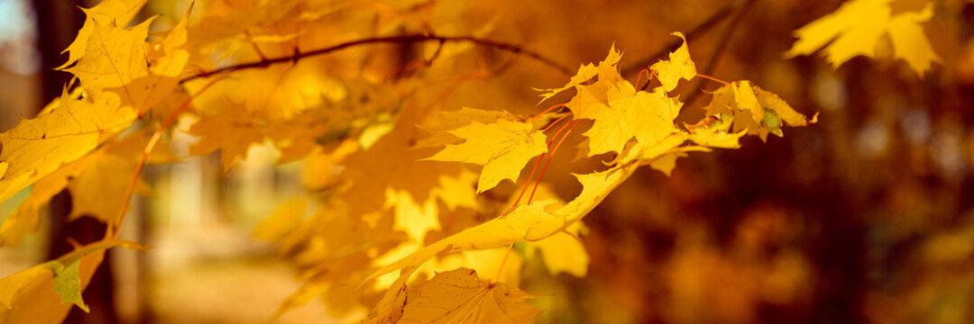 autumn city park or forest in sunny fall day. branches of maple trees with orange falling leaves. good weather. banner