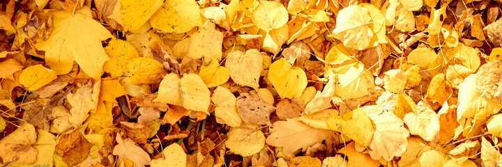 background of autumn fallen leaves of a maple and birch tree. yellow and orange fall foliage on the...