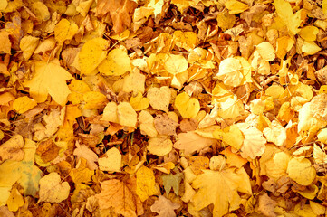 background of autumn fallen leaves of a maple and birch tree. yellow and orange fall foliage on the ground. top view