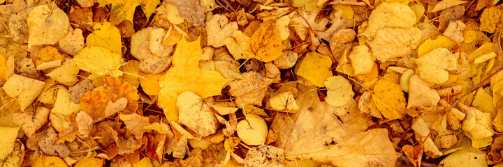 background of autumn fallen leaves of a maple and birch tree. yellow and orange fall foliage on the ground. top view. banner