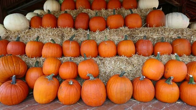Arrangement Pumpkins Pumpkin Patch Thanksgiving