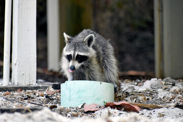 Wild Racoon Drinking in Florida