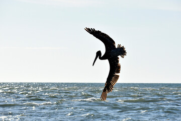 Diving Pelican in Florida (2)