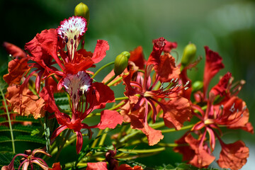 Red Wildflowers in Florida