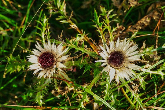 Silver thistles (Carlina acaulis) in a meadow in the Alps.
