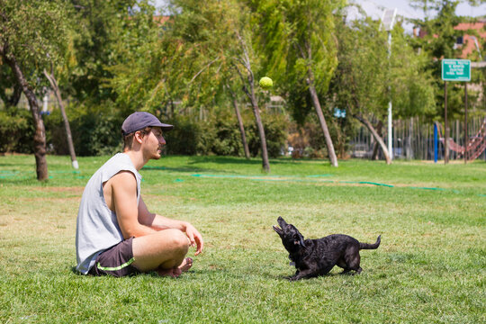 Young man sitting on grass and black dog looking at tennis ball on air. Male owner playing with pet at park on sunny day