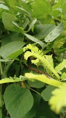caterpillar on leaf
