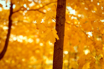 autumn city park or forest in sunny fall day. branches of maple trees with orange falling leaves. good weather