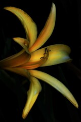 yellow lily on black background