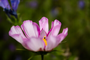 Fototapeta premium purple crocus flowers