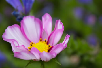 purple and yellow crocus