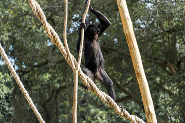 Monkey playing, eating and walking in a biopark in Brazil.