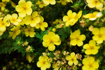 yellow flowers in garden