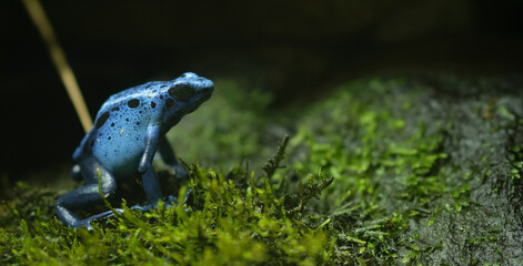 Close-up of a Blue poison dart frog (Dendrobates tinctorius "azureus").
