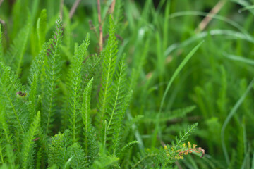 Yarrow green grass detail