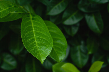 Cherry laurel green leaf