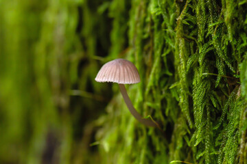 Small mushroon growing on the green forest moss