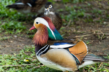Marreca Cabocla strolling in a biopark.