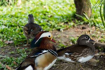 Marreca Cabocla strolling in a biopark.