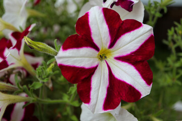colorful red and white petunia flower close up