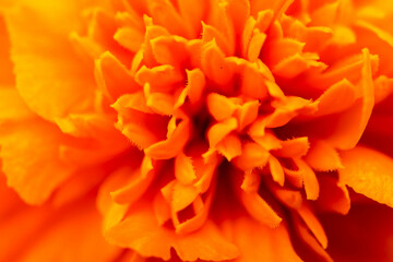 Fototapeta premium bright beautiful orange marigold flower macro close up