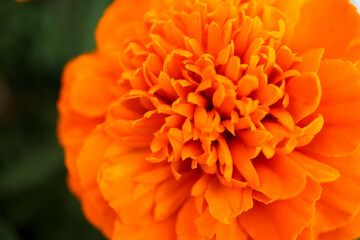 bright beautiful orange marigold flower macro close up