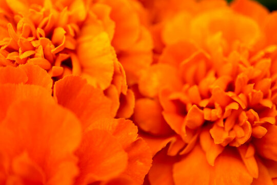 bright beautiful orange marigold flower macro close up © Sergei Timofeev