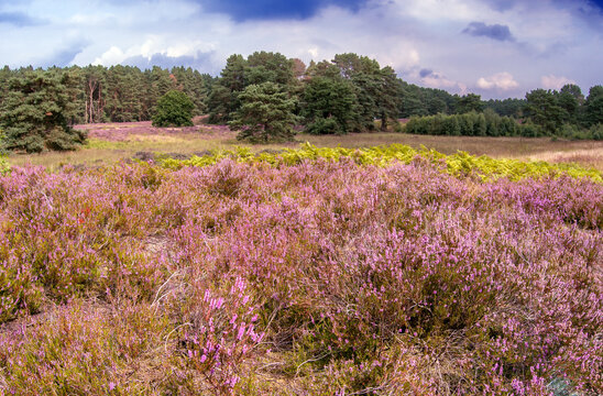 Die Gifhorner Heide auf den Spuren von Hermann L&ouml;ns