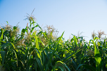 Bushes of corn on a background of blue sky