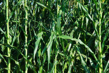 Bushes of corn on a background of blue sky
