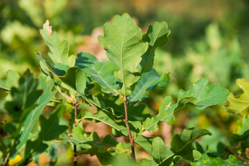 Green leaf on a twig