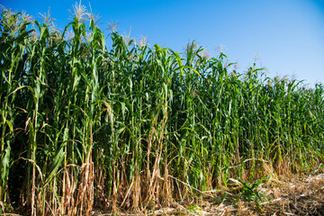 Bushes of corn on a background of blue sky