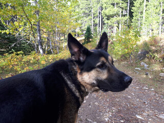 German Shepherd dog at trail head of fall hike