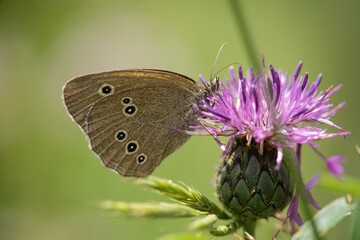 Butterfly sitting on a flower on a summer meadow.