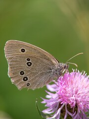 Butterfly sitting on a flower on a summer meadow.