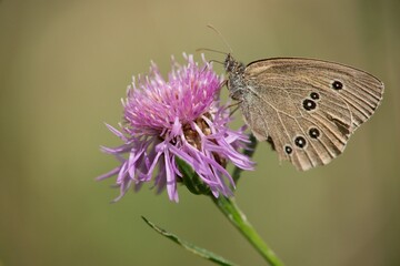 Butterfly sitting on a flower on a summer meadow.