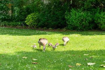 Kaczki szukające pożywienia w ogrodzie botanicznym, Frankfurt nad Menem
