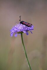 Butterfly sitting on a flower on a summer meadow.