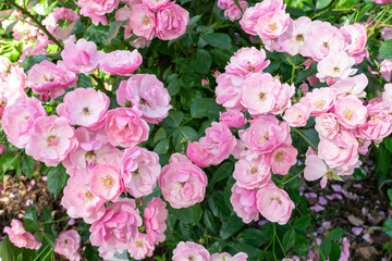 Róże w parku ogrodu botanicznego - obrazy, fototapety, plakaty