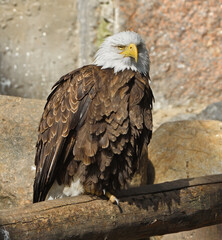 Bald eagle (Haliaeetus leucocephalus) in summer