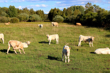 Fototapeta na wymiar Cows in a farm field graze