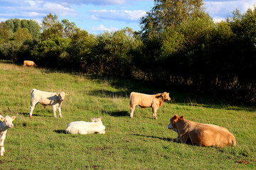 Fototapeta premium Cows in a farm field graze
