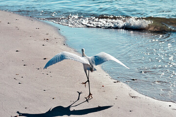 Shore Bird Landing on Beach (2)