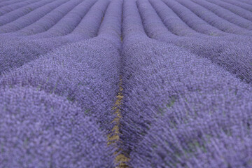 Fototapeta na wymiar Lavender cultivation in Valensole