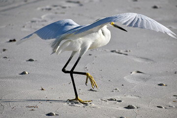 Shore Bird Landing on Beach