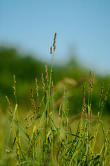 Long grass in the green fields, on sunny summer day
