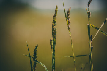 Long grass in the green fields, on sunny summer day