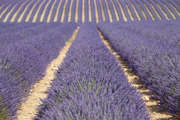 Fototapeta na wymiar Field of lavender